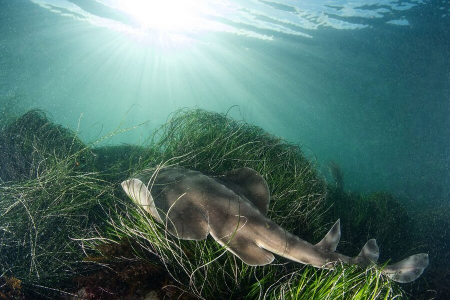 La Jolla: 2.5-Hour Kayak and Snorkel Tour - Paddling toward the sea caves