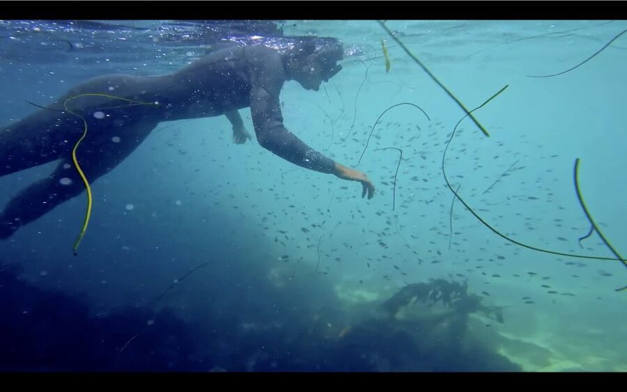 La Jolla: 2.5-Hour Kayak and Snorkel Tour - What the wildlife sightings are really like