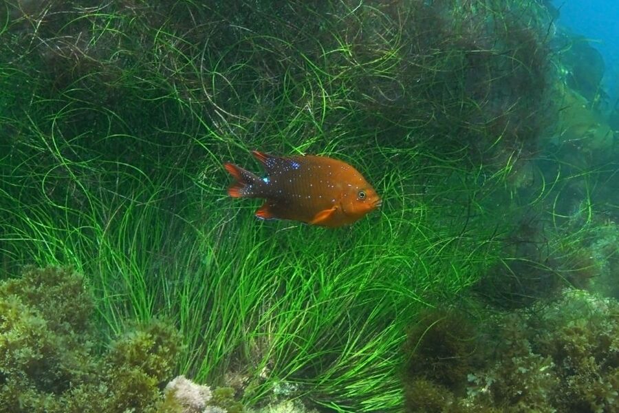 La Jolla: 2.5-Hour Kayak and Snorkel Tour - Launching from La Jolla Shores