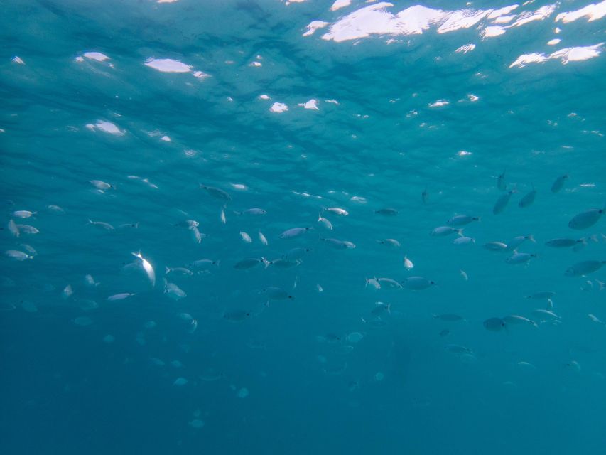 La Maddalena: afternoon snorkeling tour from Porto Pollo - Is the $106 price good value?