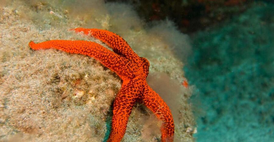 La Palma: Atlantic Snorkeling Tour with Full Gear Rental - Quick Takeaways