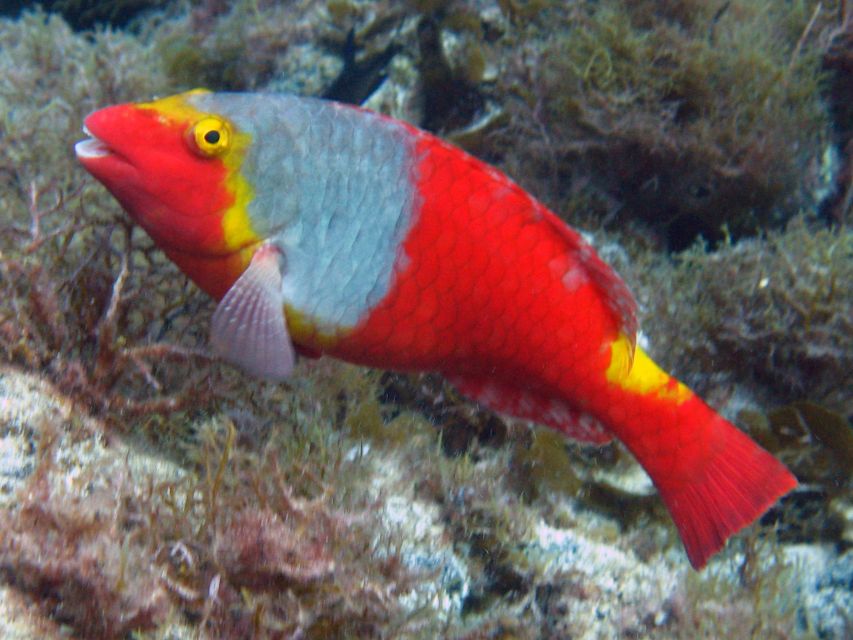 La Palma: Atlantic Snorkeling Tour with Full Gear Rental - The Briefing Before You Enter the Atlantic