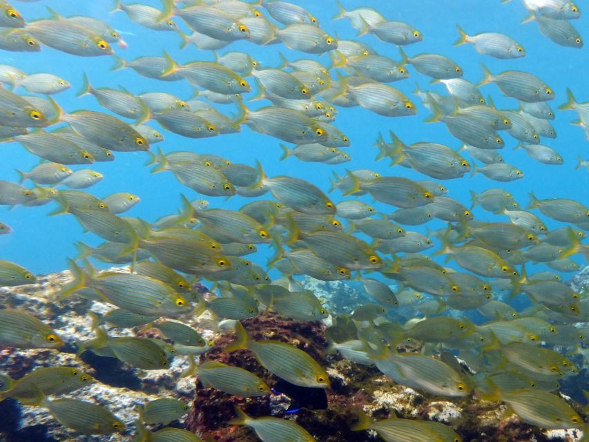 La Palma: Atlantic Snorkeling Tour with Full Gear Rental - The Best Match for This Experience