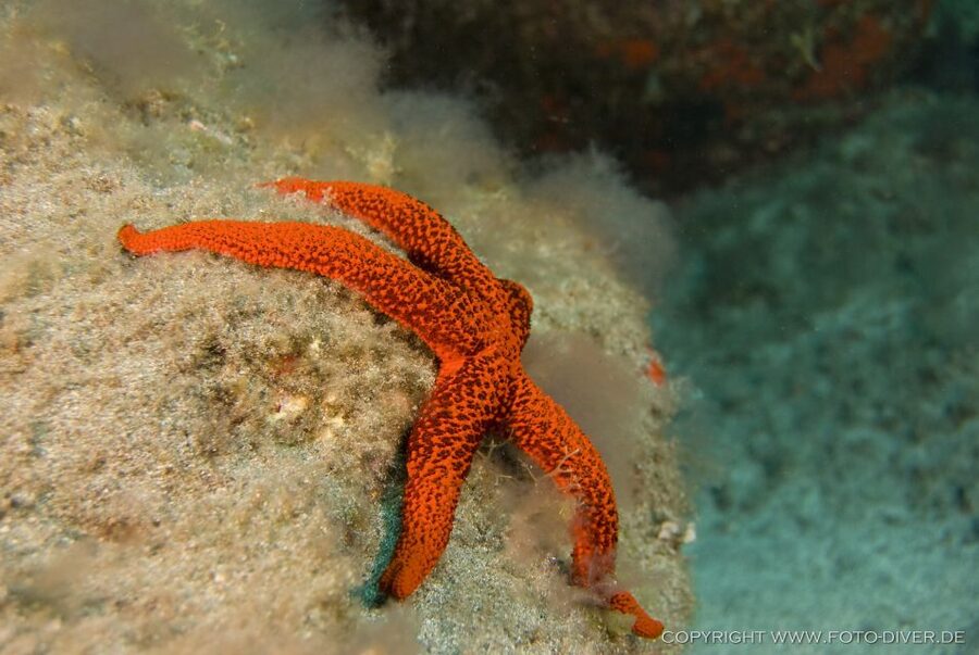 La Palma: Atlantic Snorkeling Tour with Full Gear Rental - Starting at the Fuencaliente Center