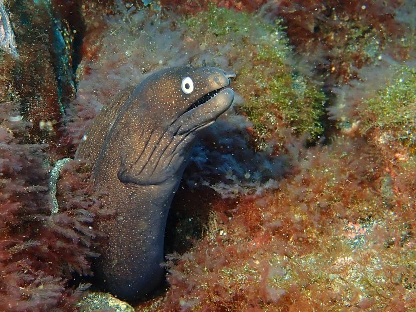 La Palma : Snorkeling Tour in Los Cancajos - Starting at the Los Cancajos base