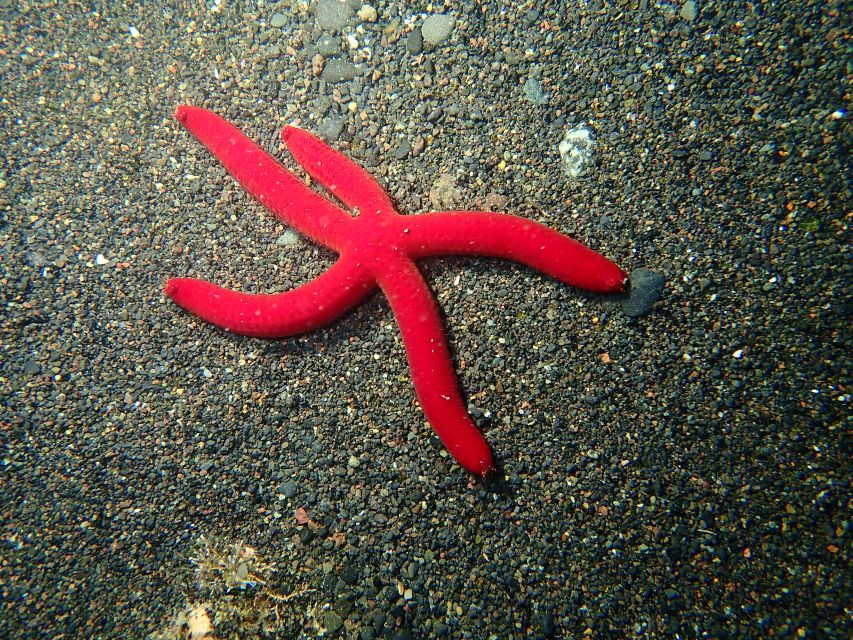 La Palma : Snorkeling Tour in Los Cancajos - Price, timing, and booking flexibility