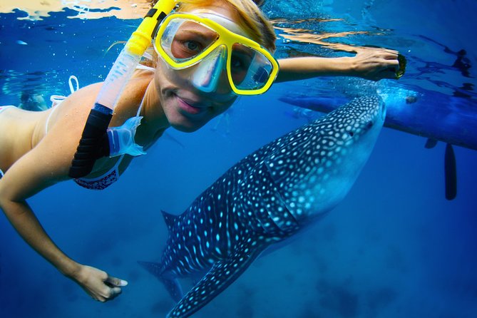 La Paz Whale Shark Snorkeling Tour and Lunch From Los Cabos - The real shape of this 10-hour Baja day