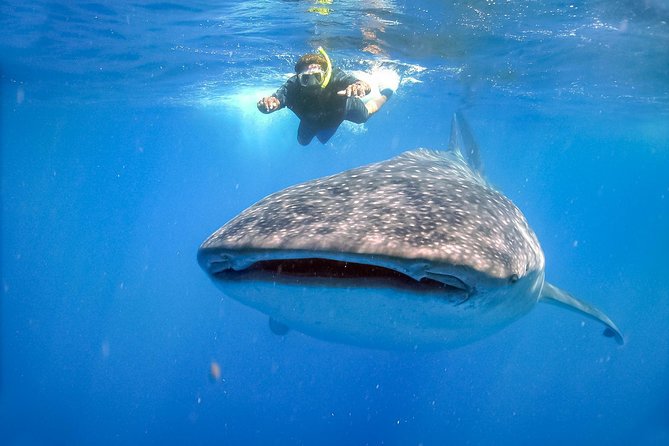 La Paz Whale Shark Snorkeling Tour and Lunch From Los Cabos - Wildlife beyond the whale sharks