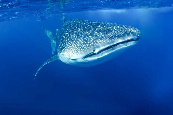 La Paz Whale Shark Snorkeling Tour and Lunch From Los Cabos - Fish tacos at the right moment