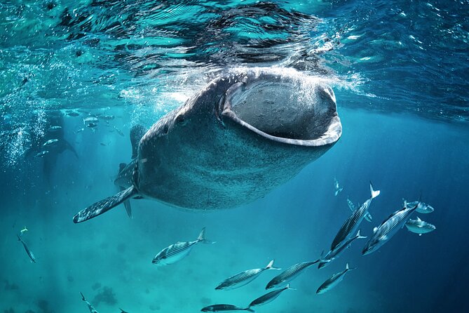 La Paz Whale Shark Snorkeling Tour and Lunch From Los Cabos - The biggest risk: weather, permits, and timing