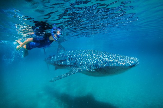 La Paz Whale Shark Snorkeling Tour and Lunch From Los Cabos - Swimming beside a whale shark