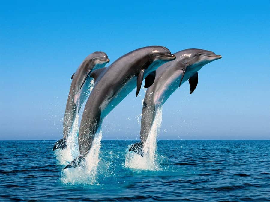 La Preneuse: Dolphin Swimming and Snorkeling Speedboat Trip - Should you book this dolphin trip?