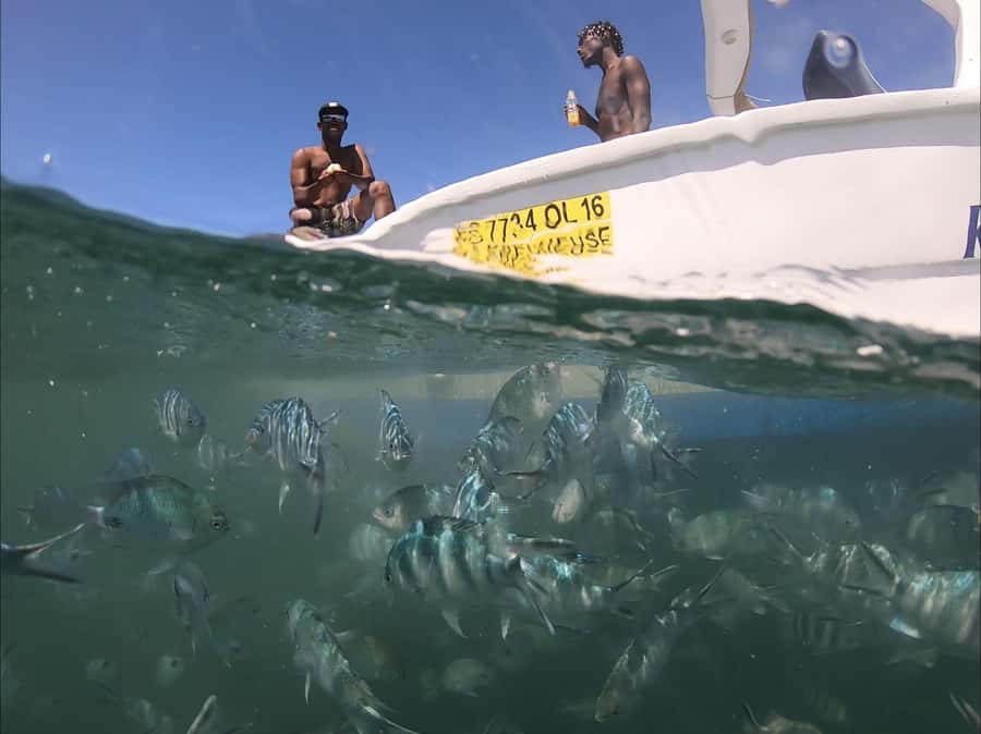 La Preneuse: Dolphin Watching and Snorkeling Speedboat Tour - Key points to know before you go
