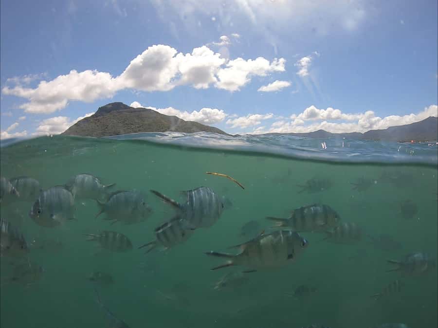La Preneuse: Dolphin Watching and Snorkeling Speedboat Tour - Starting beside La Tour Martello at La Preneuse