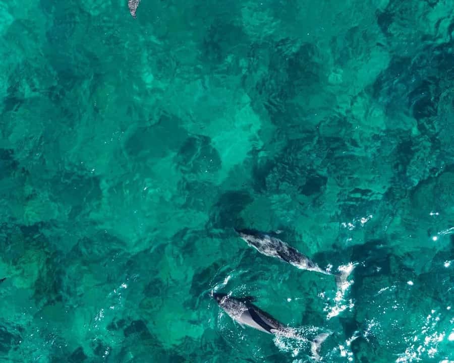 La Preneuse: Dolphin Watching and Snorkeling Speedboat Tour - The 85-minute search for dolphins in the wild