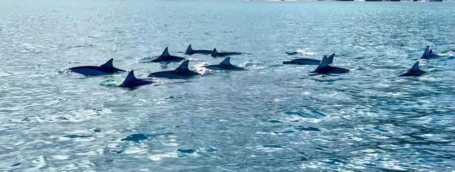 La Preneuse: Dolphin Watching and Snorkeling Speedboat Tour - What the $58 price really gives you