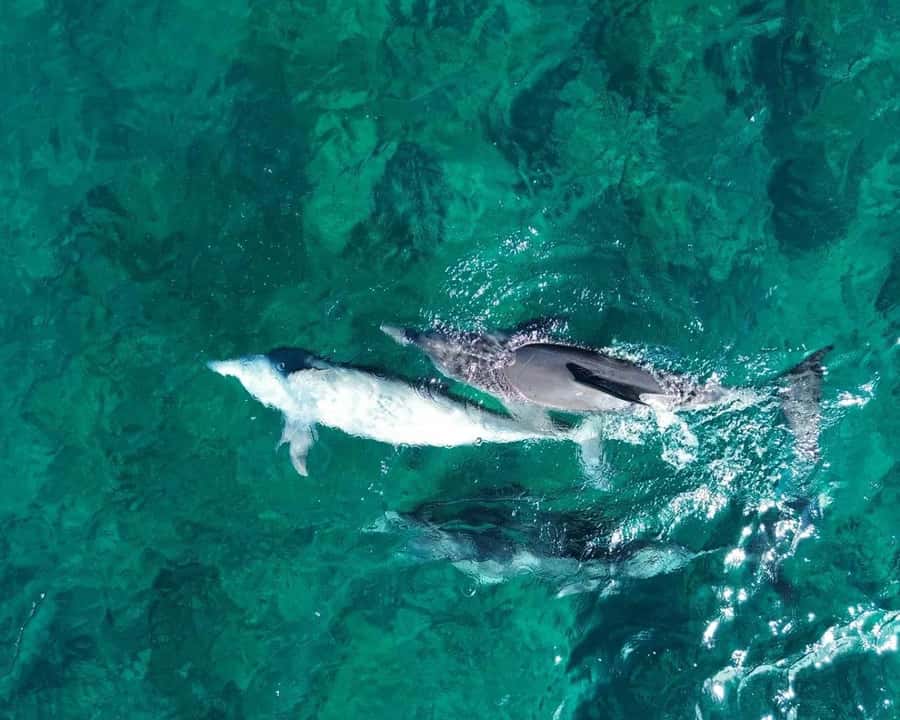 La Preneuse: Dolphin Watching and Snorkeling Speedboat Tour - The 20-minute speedboat ride along Mauritius’s west coast