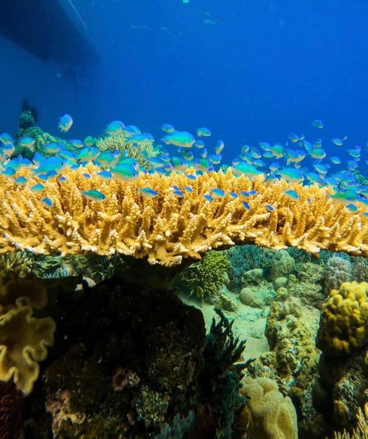 Labuan Bajo: Rangko Cave and Beach Snorkeling Half-Day Tour - Key points to know before you go