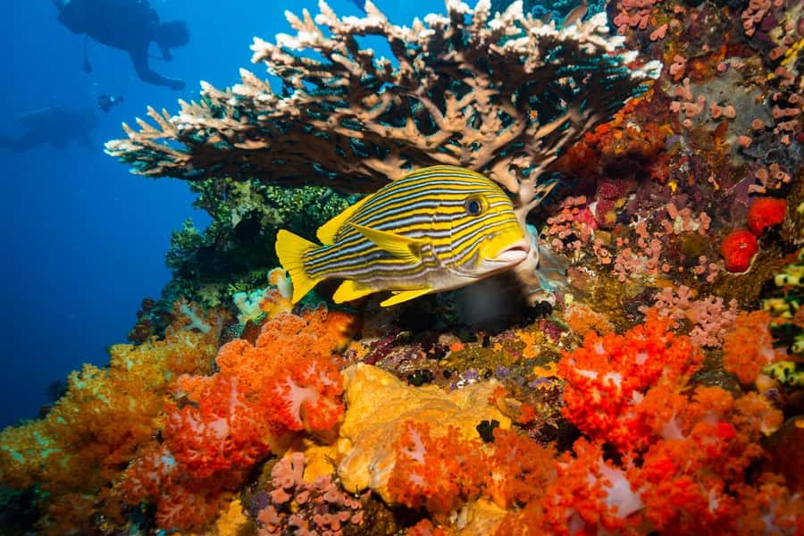 Labuan Bajo: Swim and Snorkel Komodo Island Trip with Lunch - Pink Beach and Long Beach bring the first swim