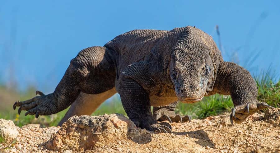 Labuan Bajo: Swim and Snorkel Komodo Island Trip with Lunch - Padar Island delivers the day’s big view