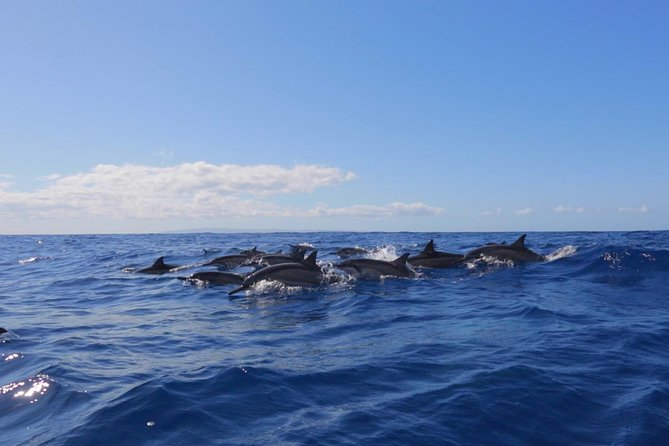 Lanai Deluxe Dolphin Adventure & 3 Snorkel Sites - Breakfast, lunch, and snacks on the boat