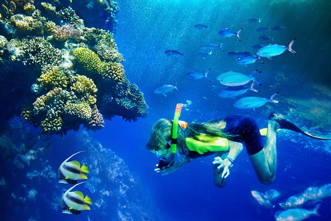 Lanai Snorkel and Dolphin Watch from Maalaea - Key points at a glance