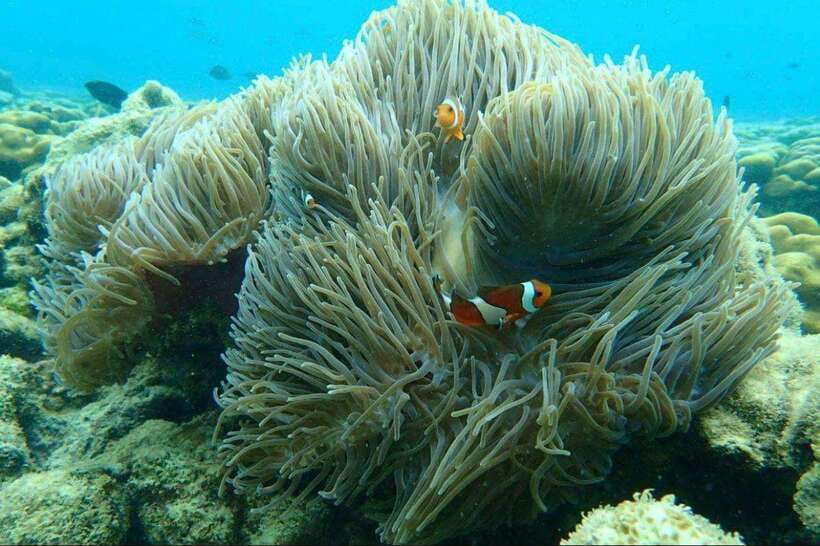 Langkawi: Dangli Island Snorkel and Swim Speedboat Tour - Why Dangli Island makes a good short water trip
