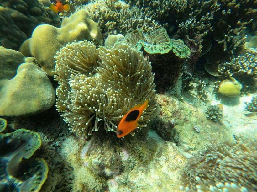 Langkawi: Dangli Island Snorkel and Swim Speedboat Tour - Pantai Pasir Panjang for a calmer swim