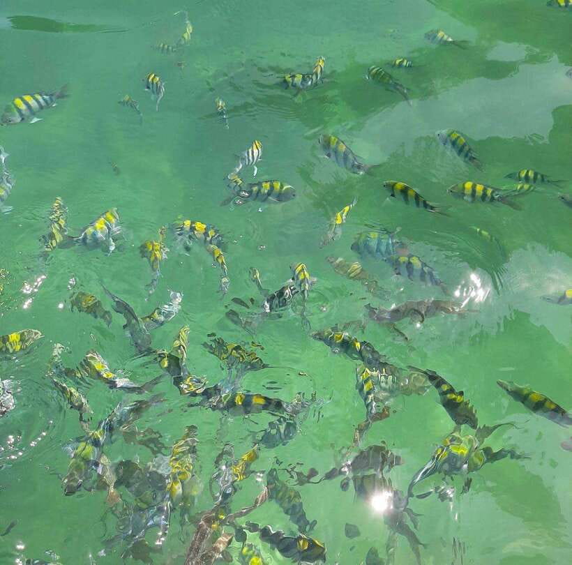 Langkawi: Dangli Island Snorkel and Swim Speedboat Tour - What the $119 price really buys you