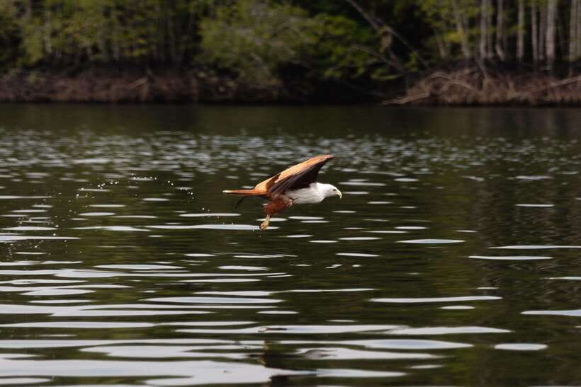 Langkawi Royal Mangrove Tour with Snorkeling Package - Why the Mangroves Are the Main Event