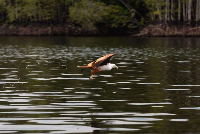 Langkawi Royal Mangrove Tour with Snorkeling Package - The Floating Restaurant and Gorilla Mountain Views