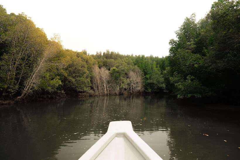 Langkawi Royal Mangrove Tour with Snorkeling Package - My Verdict on the Royal Mangrove Tour