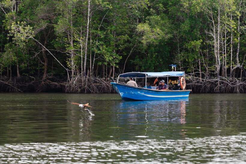 Langkawi Royal Mangrove Tour with Snorkeling Package - Watching for Eagles, Monkeys, and Crocodiles