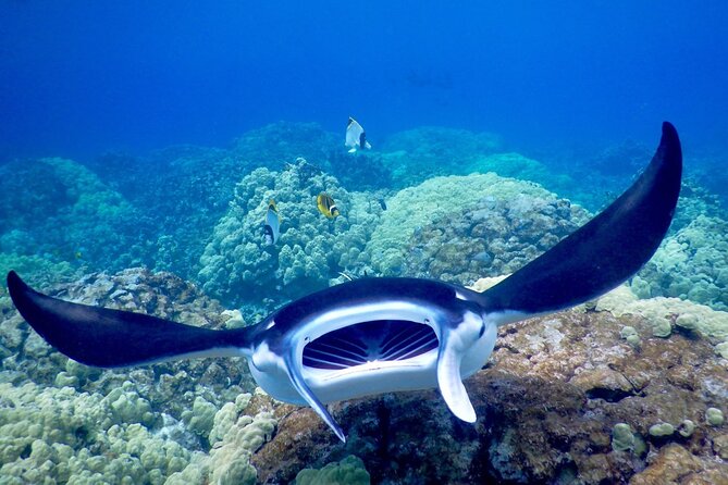 Late Night Manta Snorkel - Hot cocoa, Kona lights, and the ride back