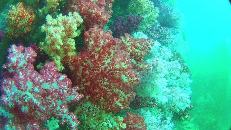 Lipe Private Snorkelinge Outside Zone By Long Tail Boat - Should you book the Koh Lipe outside-zone trip?