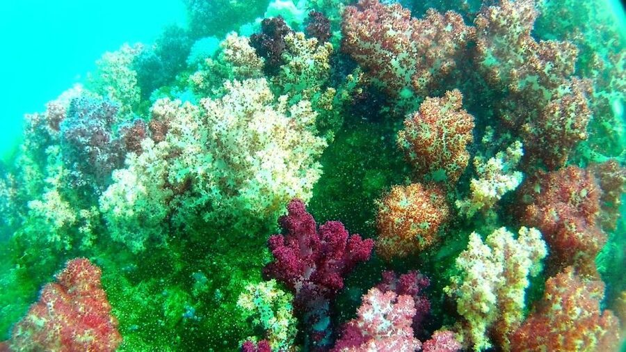 Lipe Private Snorkelinge Outside Zone By Long Tail Boat - What this Koh Lipe boat trip is really like
