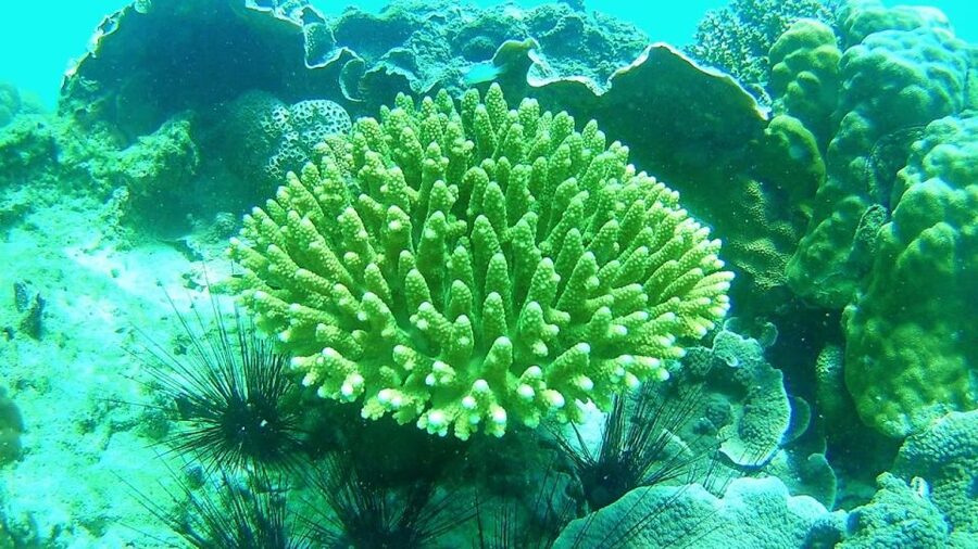 Lipe Private Snorkelinge Outside Zone By Long Tail Boat - What the water and beaches add to the day