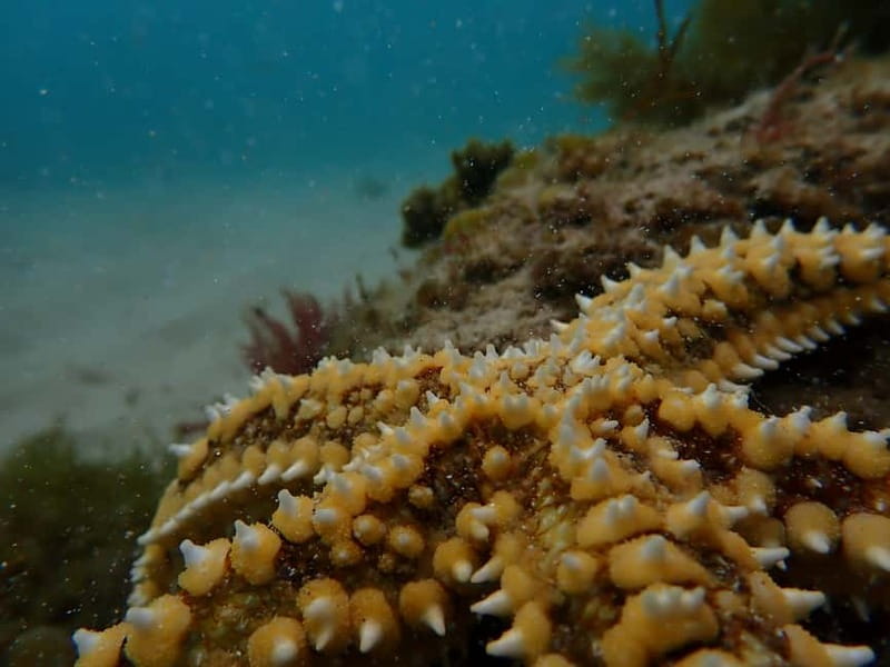 Lisbon: Kayaking & Snorkeling Tour with photos included - Sea caves and small beaches, weather permitting