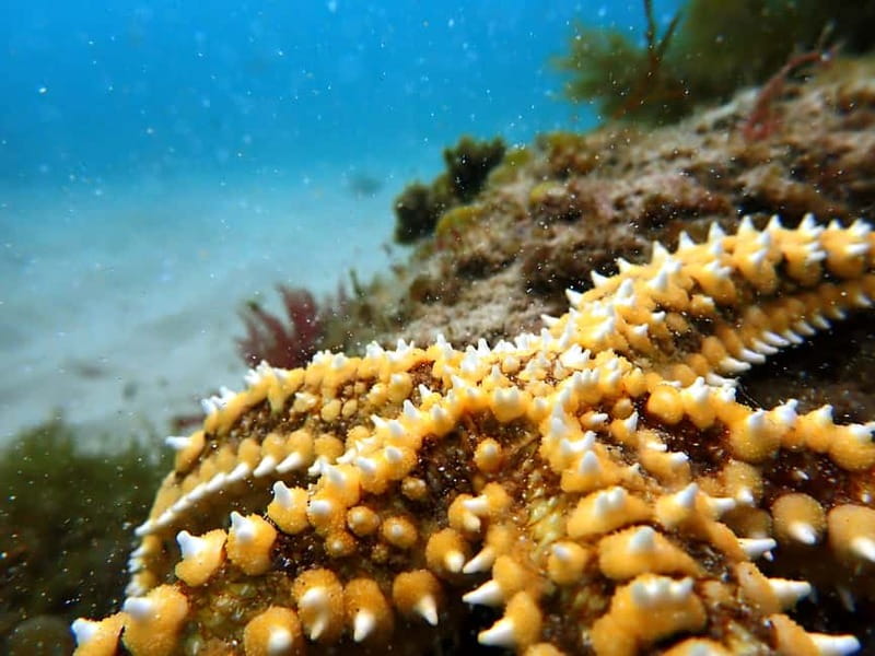 Lisbon: Snorkeling experience in Marine Reserve with photos - Key points to know before booking