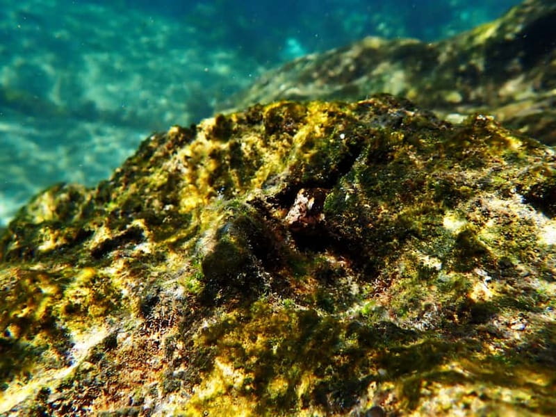 Lisbon: Snorkeling experience in Marine Reserve with photos - Taking the boat into the reserve