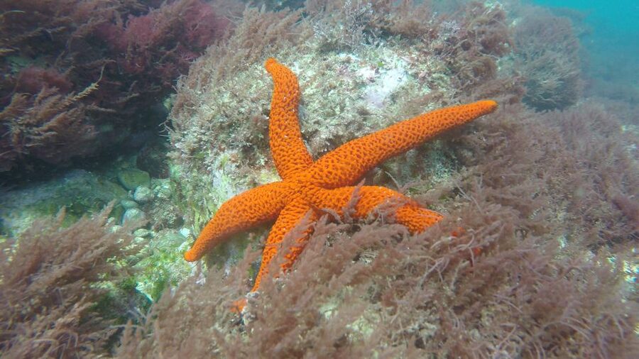 Lisbon: Snorkelling in Sesimbra/Arrábida Natural Park - Who should book this Sesimbra outing?