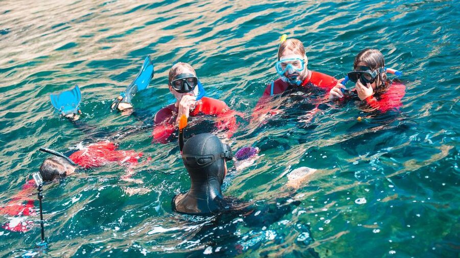 Lisbon: Snorkelling in Sesimbra/Arrábida Natural Park - What you might see below the surface