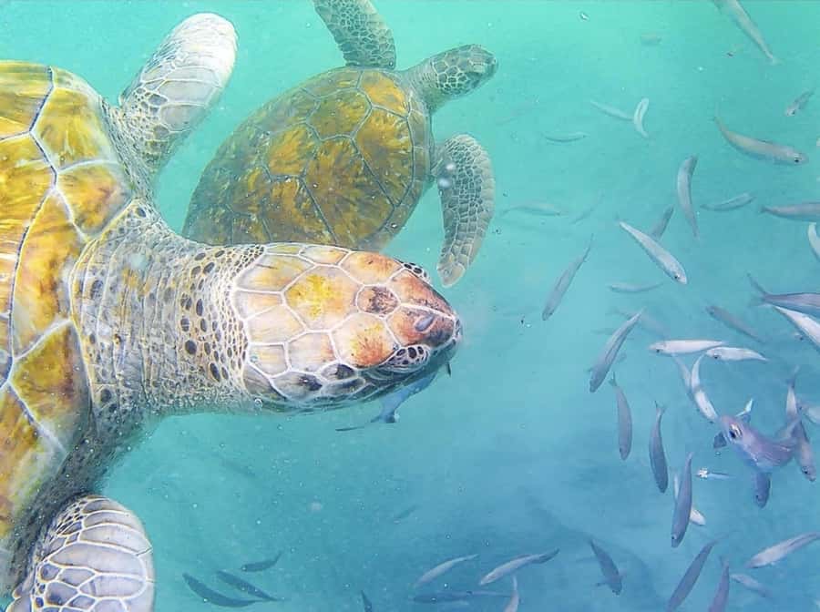Live Snorkeling & Swimming with Sea Turtles in the Atlantic - Key points before you book