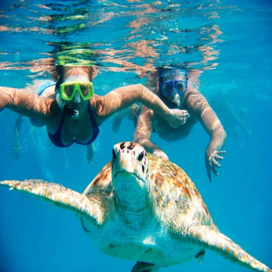 Live Snorkeling & Swimming with Sea Turtles in the Atlantic - São Pedro gives you a close look at Atlantic wildlife