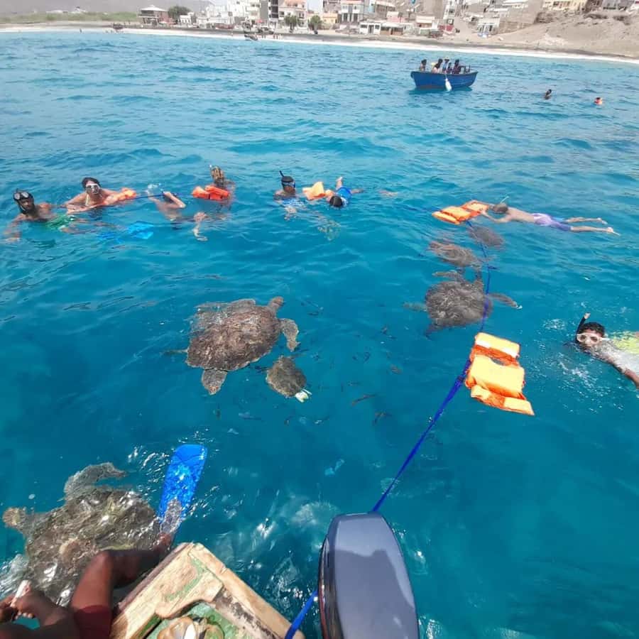 Live Snorkeling & Swimming with Sea Turtles in the Atlantic - Booking, cancellations, and practical timing