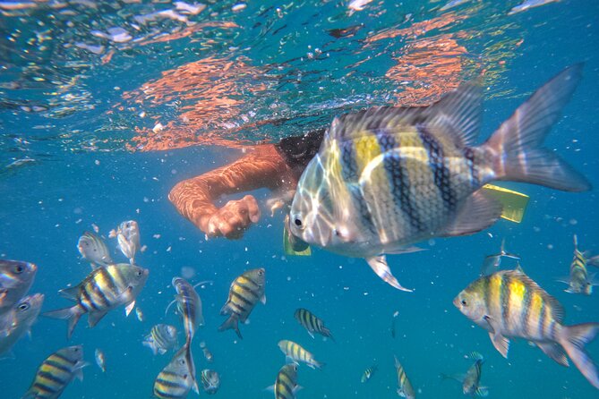Local Excursion | Paradise Island Punto Rucia & snorkeling - Speeding through mangroves to Cayo Arena