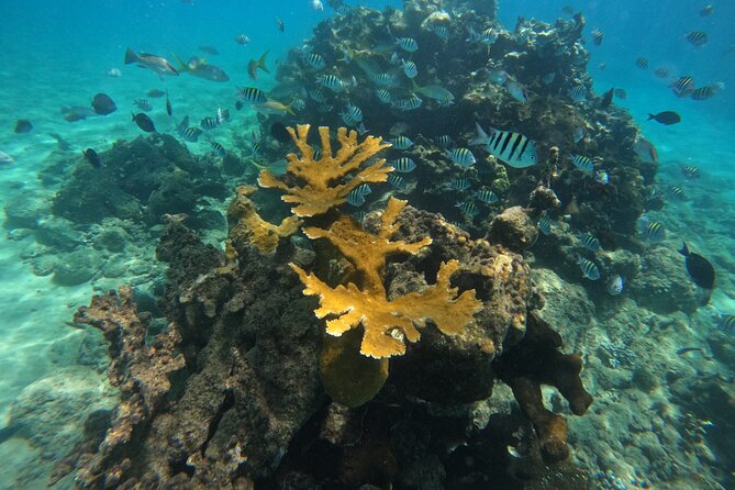 Local Excursion | Paradise Island Punto Rucia & snorkeling - About 90 minutes of snorkeling and beach time