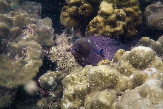 Local Reef Snorkelling and Deserted Beach - Why this tour makes sense near Khao Lak