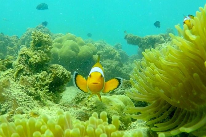 Local Reef Snorkelling and Deserted Beach - Why the small group changes the day