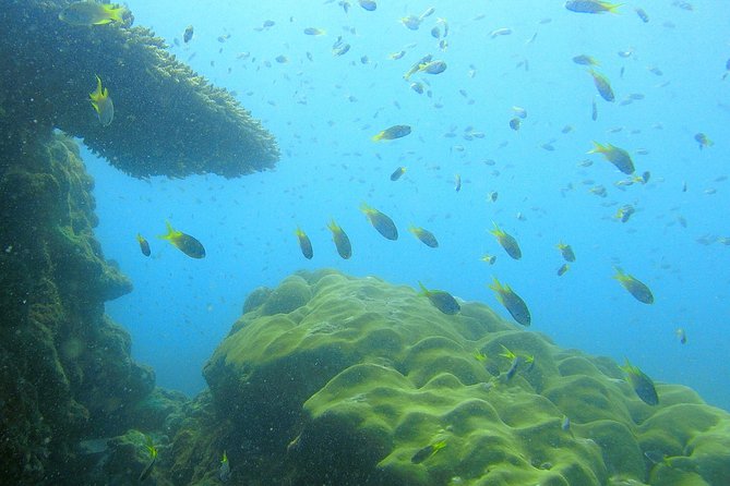 Local Reef Snorkelling and Deserted Beach - Weather, seasons, and water quality